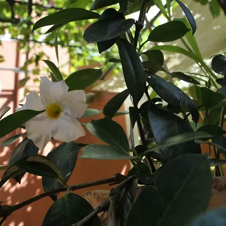 Casa Cifali Πανσιόν Ταορμίνα
